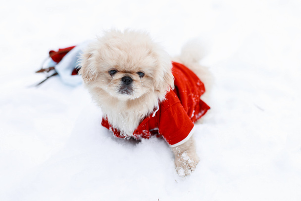 Niedliche Hundewelpen pinkeln in warmer Kleidung im Schnee stehend - Foto, Bild