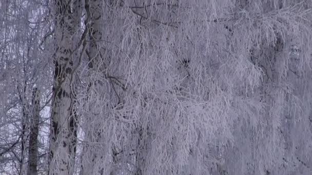 Зимовий пейзаж з березами і хатинкою
 - Кадри, відео