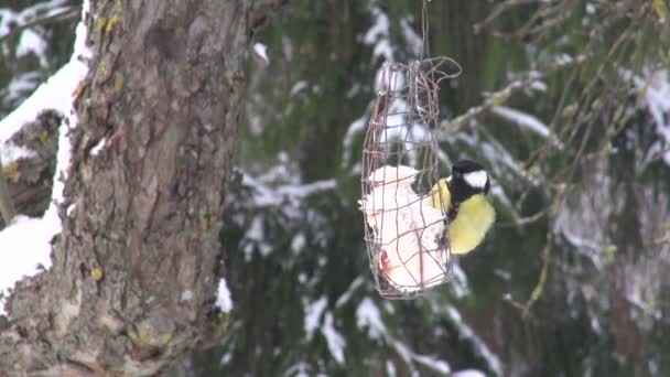 Great tit pecking lard in bird feeder - Footage, Video