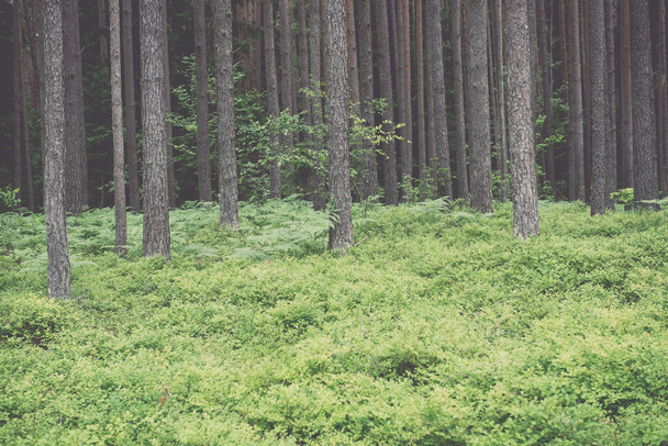 Bosque viejo con árboles cubiertos de musgo y rayos de sol en verano - v
 - Foto, Imagen