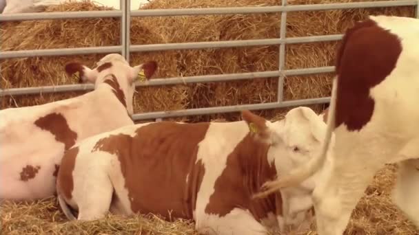 Krowy w stodole - Materiał filmowy, wideo