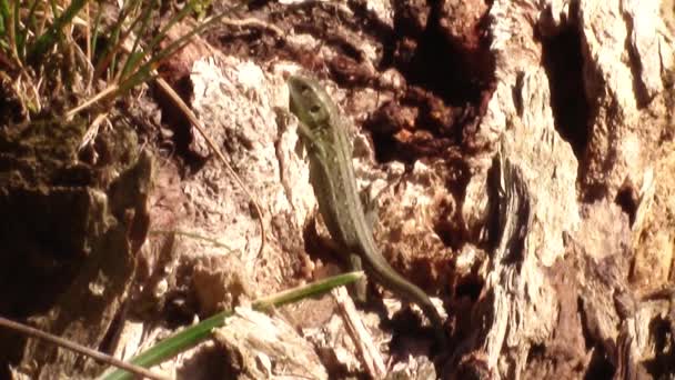 Small lizard warming in the morning sun - Footage, Video