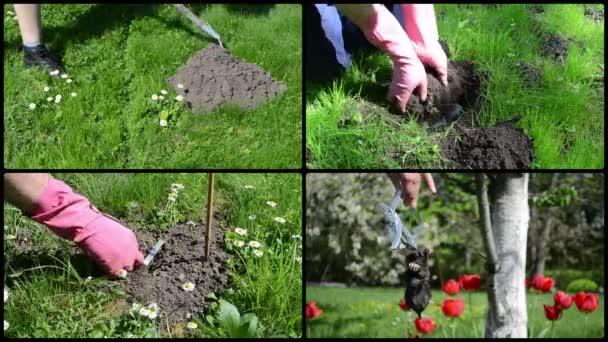 Καταπολέμηση τρωκτικών mole με παγίδα στον κήπο. Κλιπ κολάζ. - Πλάνα, βίντεο