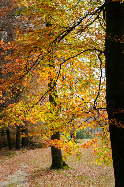 Puiden oksat tai oksat syksyllä
 - Valokuva, kuva