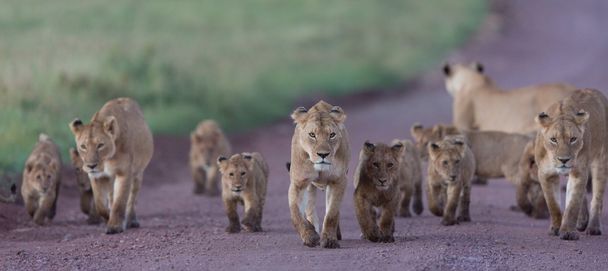 Pride of African Lions in the Ngorongoro Crater in Tanzania - Photo, Image