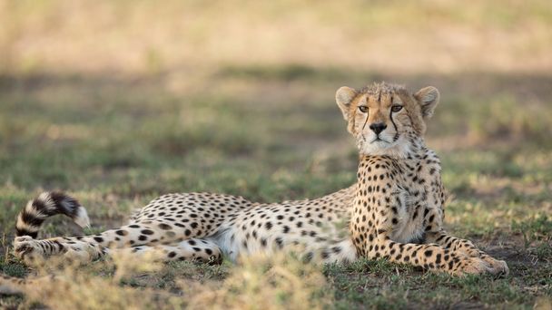 Jeden sub dorosłych Cheetah leżącej alertu, Ndutu, Serengeti, Tanzania - Zdjęcie, obraz