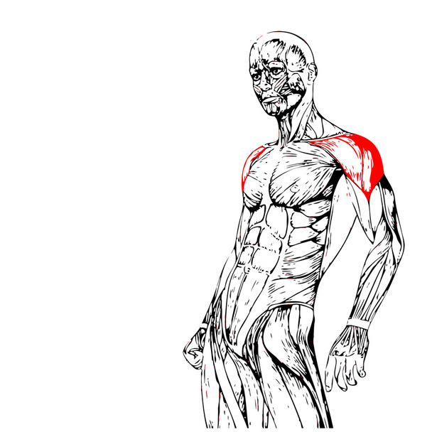 conceptual chest human anatomy - Photo, Image