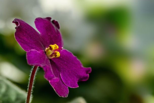 dark purple flower violet - Φωτογραφία, εικόνα