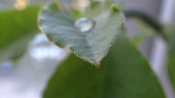 Water drop and leaf - Footage, Video