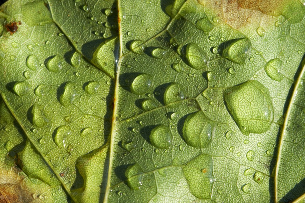 transparentní kapky vody na listu - Fotografie, Obrázek