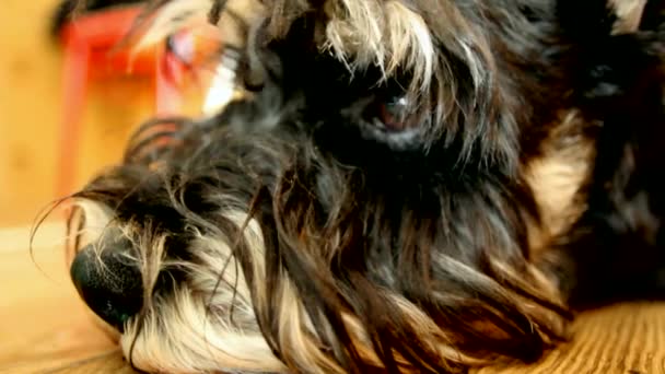 Egy szomorú kutyát szájkosár. Törpe schnauzer - Felvétel, videó