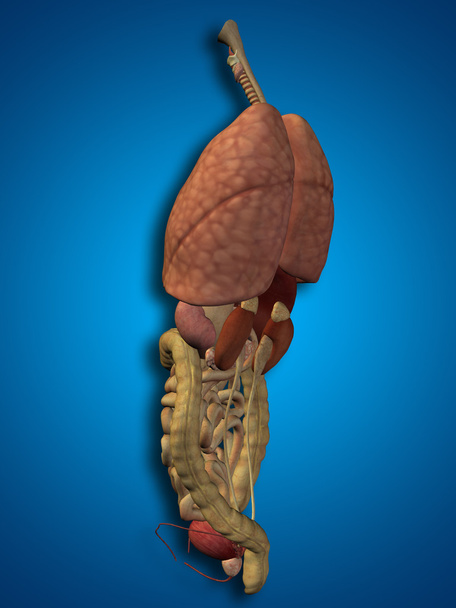 órgãos abdominais ou torácicos internos
 - Foto, Imagem
