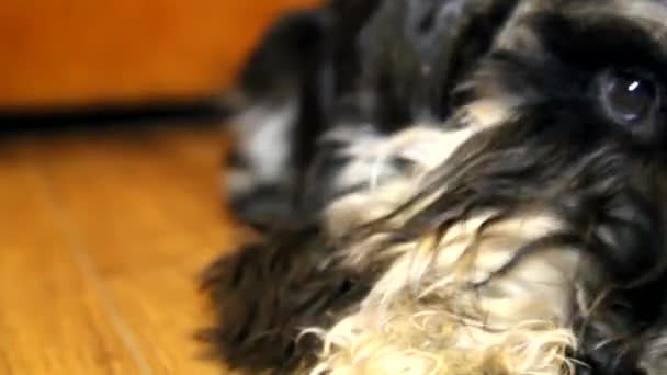 Miniature schnauzer dog - Footage, Video