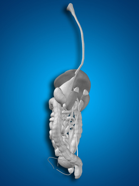 sistema digestivo humano - Foto, Imagem