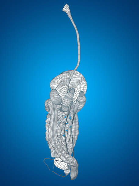 Sistema digestivo de malha wireframe
 - Foto, Imagem