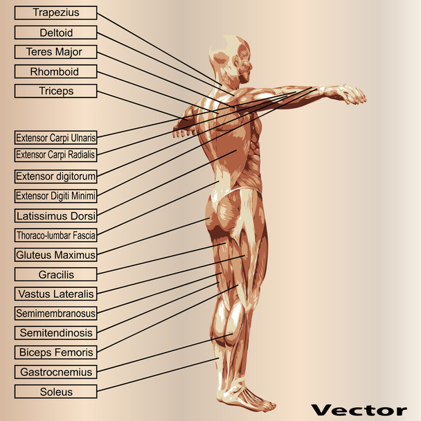 3D ανθρώπινη ανατομία αρσενικό με τους μυς και κείμενο - Διάνυσμα, εικόνα