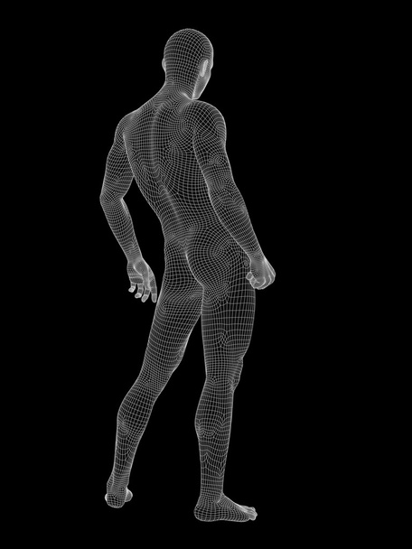 männliche Anatomie aus Weiß - Foto, Bild