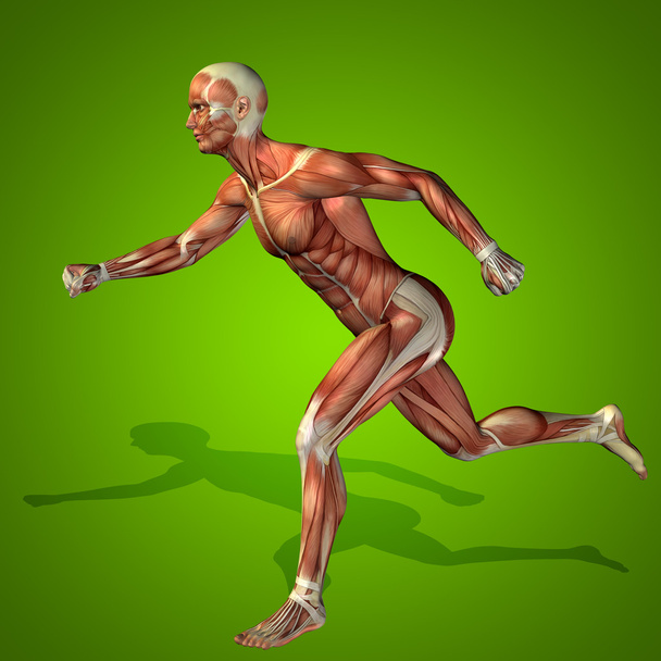 humano fuerte con músculos
 - Foto, imagen