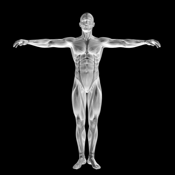 人間または筋肉を持つ男 - 写真・画像