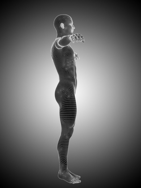 man anatomy standing - Photo, Image