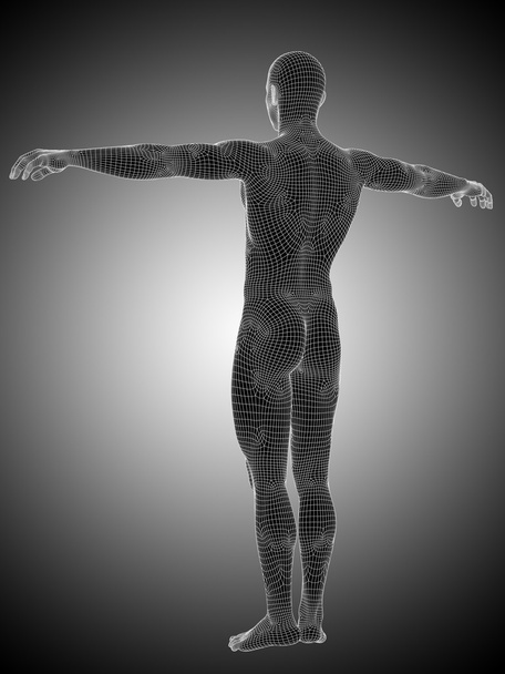 anatomía masculina o masculina de pie
 - Foto, Imagen