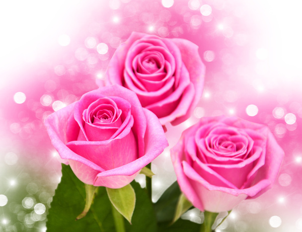 Pink rose blossoms - Fotoğraf, Görsel