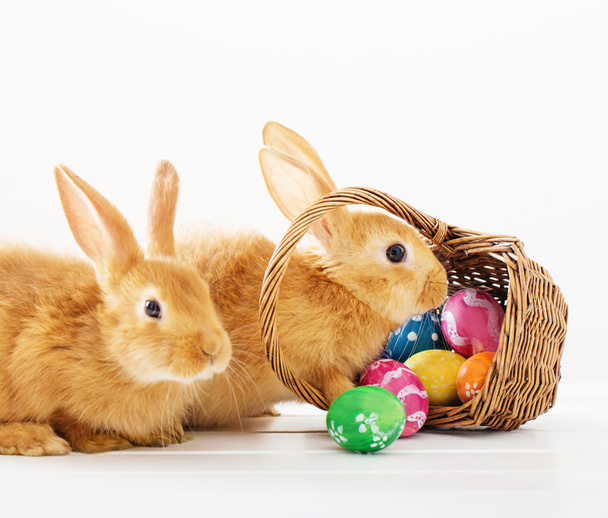 rabbits with Easter eggs on white background - Foto, Bild