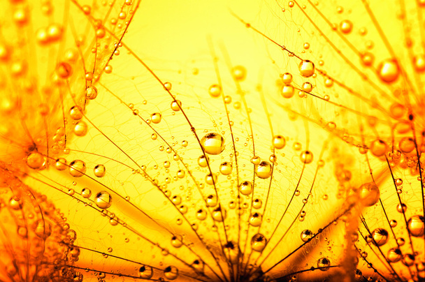 タンポポの花の背景 - 写真・画像