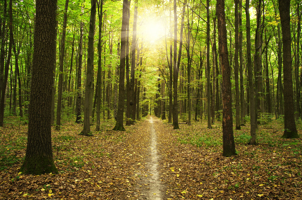 Yeşil orman güneşte - Fotoğraf, Görsel