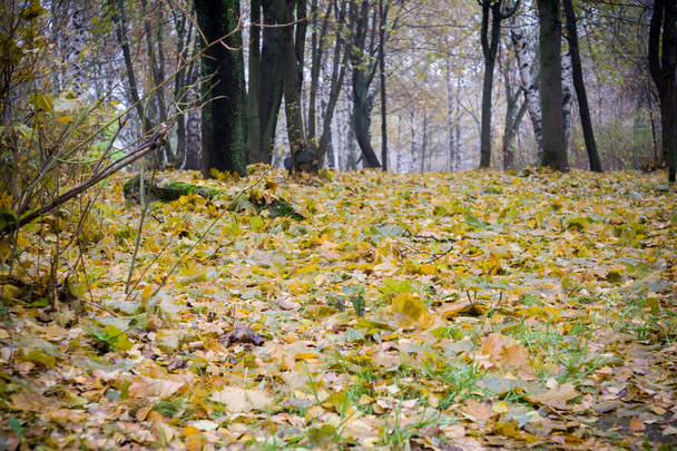 Trees in Autumn Park - Photo, image