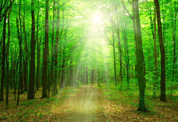 Soleil dans une forêt verte
 - Photo, image