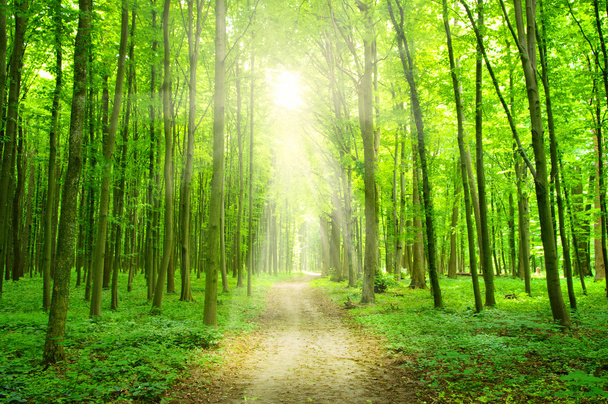 緑の森の太陽 - 写真・画像