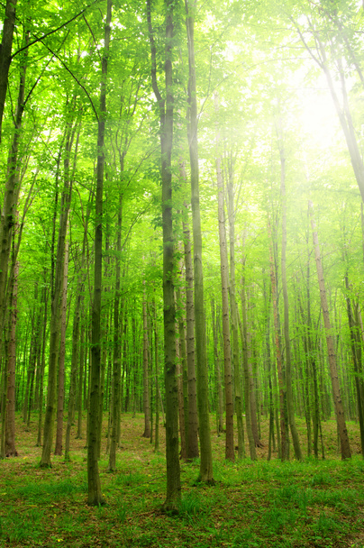 Sol en un bosque verde
 - Foto, imagen