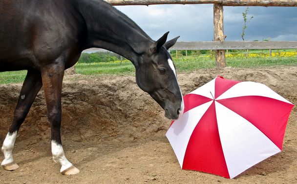 Puutteellinen hevonen punaisella valkoisella sateenvarjolla
 - Valokuva, kuva