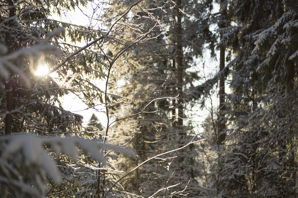 日光と冬の森 - 写真・画像