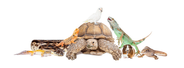 Группа экзотических домашних животных
 - Фото, изображение