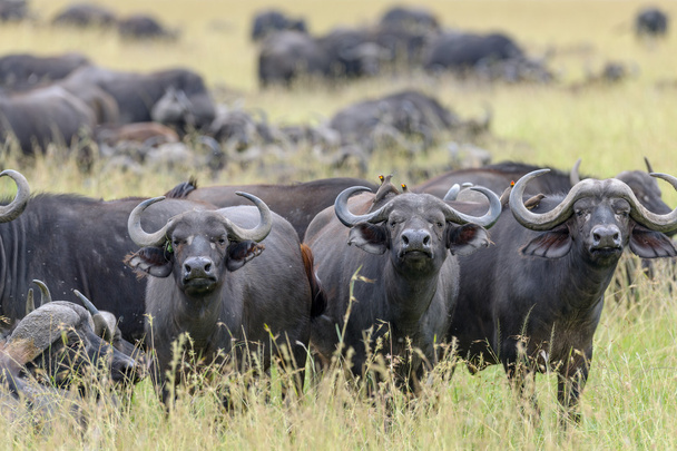 herd of buffalo - Photo, Image