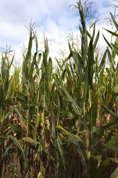 Pole rośliny kukurydzy - Zdjęcie, obraz