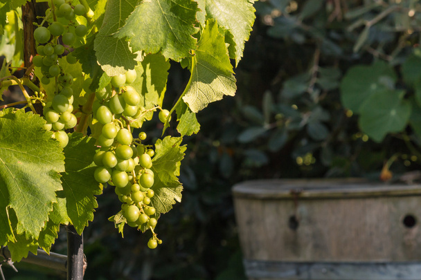 izole üzüm şarap - Fotoğraf, Görsel