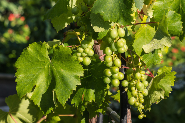 фрукты и листья виноградной лозы
 - Фото, изображение