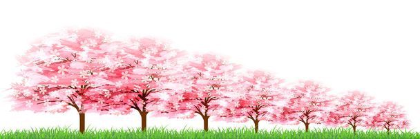 Cherry kevät kukka tausta
 - Vektori, kuva