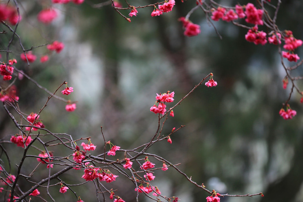  Kirschblüte bei cheung chau - Foto, Bild
