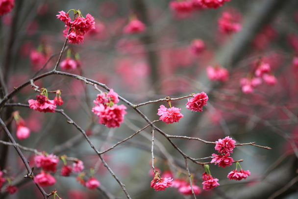  Kirschblüte bei cheung chau - Foto, Bild