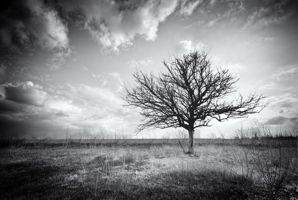 Lonely dead tree. - Photo, image