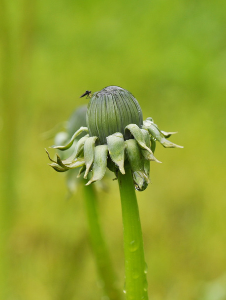 Green dandelion buds - Photo, Image