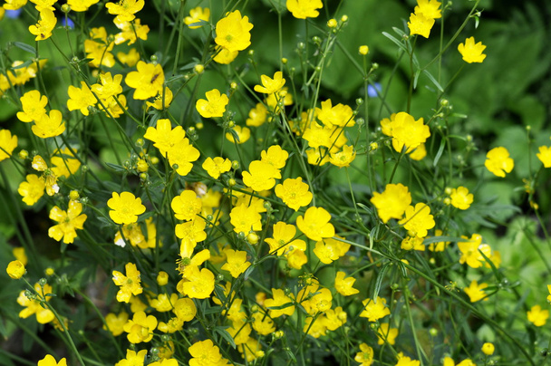 Common Buttercup flowers - Photo, Image