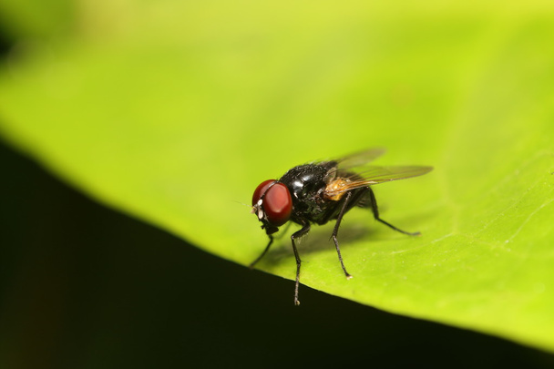 Insetto mosca nel giardino verde Thailandia
 - Foto, immagini