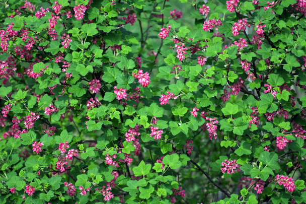 Flowering Currant, Ribes sanguineum - Photo, Image