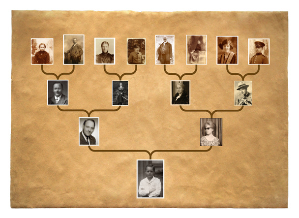 Tree of family history - Photo, Image