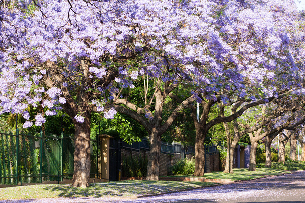 fioletowy jacaranda drzewa w rozkwicie - Zdjęcie, obraz